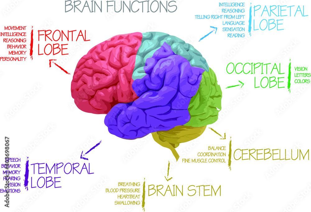human brain anatomy diagram and illustration of the functioning and ...