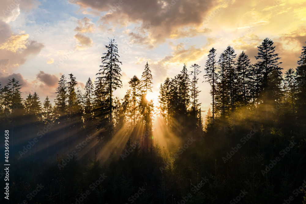 Aerial view of dark green pine trees in spruce forest with sunrise rays ...