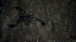 Nachtaktiver Skorpion Euscorpius italicus 