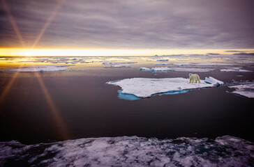 Wall Mural - Polar Bear floats of chunk of ice while hunting for prey