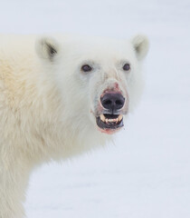 Wall Mural - Polar bear portrait with blood on its nose.