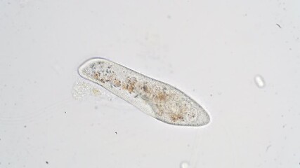 Canvas Print - Paramecium caudatum is a genus of unicellular ciliated protozoan and Bacterium under the microscope