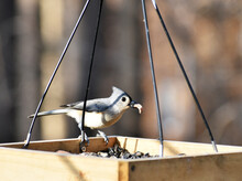 Titmouse Grabbing A Cashew From The Feeder