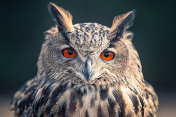 Fototapete - Eurasian Owl