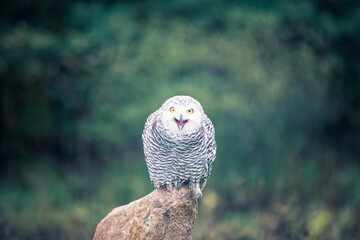 Fototapete - snowy owl