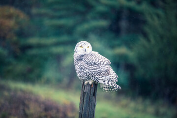 Fototapete - snowy owl