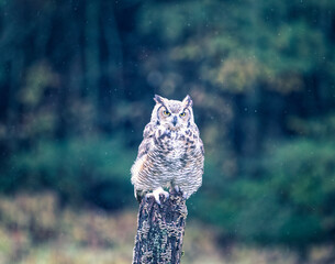 Fototapete - great horned owl in tree