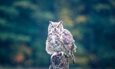 Fototapete - great horned owl
