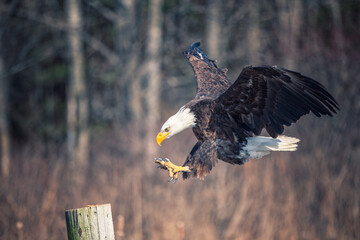 Fototapete - bald eagle in flight