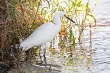Snowy Egret Tropical Bird Of Southwest Florida Myakka River State Park Sarasota Standing In Water Protected Species