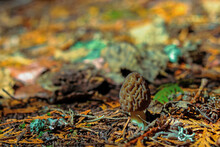 Wild Morel Mushroom Growing In The Forest