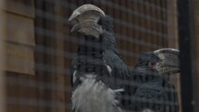 Two Trumpeter Hornbills (Bycanistes Bucinator) In Zoo's Bird Cage