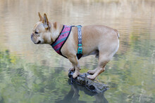 This French Bulldog Can't Swim But Loves Water, So He Found A Little Island To Stand On. Lake In Northern California.