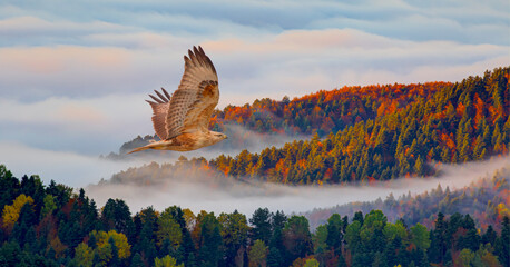 red-tailed hawk flying over the mountains with multi clored tree forest