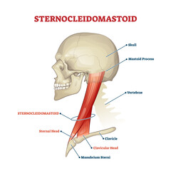 Canvas Print - Sternocleidomastoid cervical muscle labeled educational anatomical scheme