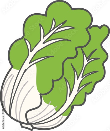 日本の冬野菜白菜のイラスト Stock Illustration Adobe Stock