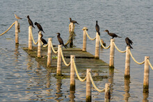 Flores, Guatemala, Central America: Cormorants And Seagulls On A Sinking Rotten Jetty In The Evening Sun