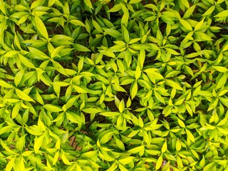 green leaves in the garden