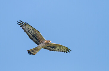 Montagu's Harrier, Circus pygargus