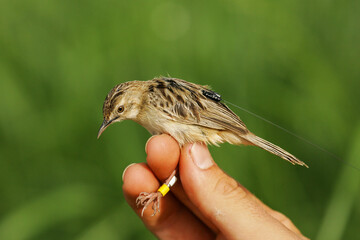 Fan-tailed warbler (Cisticola juncidis) with colour rings and radio transmitter held by ornithologist and bird ringer for scientific bird ringing and bird telemetry project, Andalusia, Spain