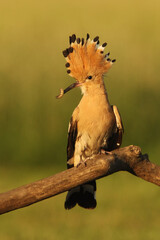 Wall Mural - The hoopoe (Upupa epops) sitting on a branch with a worm in its beak and a raised plume. A typical view of the hoopoe's nesting season.