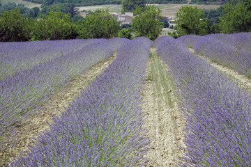 Wall Mural - Lavendelfeld auf dem Plateau de Sault, Provence