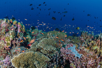 Colorful anthias reef fish swimming in tropical clear water above coral reef