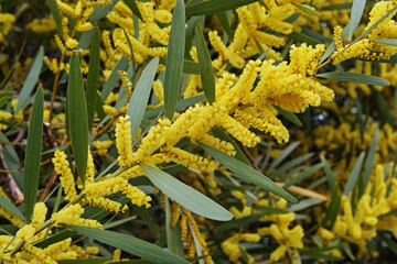 Wall Mural - branch of sydney golden wattle in bloom