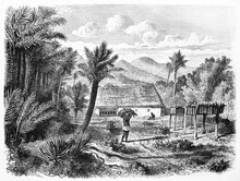 Tobacco Harvesting In A Plantation Surrounded By South American Jungle In Villa Rica Countryside, Paraguay. Ancient Grey Tone Etching Style Art By Villevieille, Le Tour Du Monde, 1861