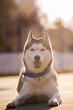male husky portrait in sunset in the evening twilight
Beautiful portrait of black white light husky with blue eyes Dog walks at sunset on the court