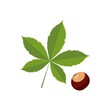 Horse chestnut. Chestnut leaf,medical plant.Vector illustration isolated on white background