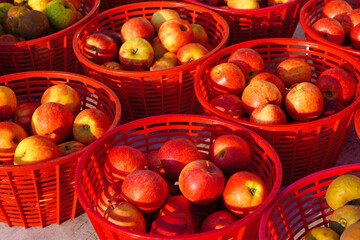 Wall Mural - Fresh red and yellow apples at a farmers market
