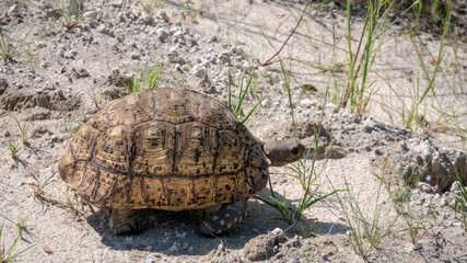 Wall Mural - Landschildkröte in der Savanne von Simbabwe 