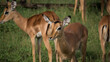 © Lars - Nahaufnahme mehrerer Impala / Antilopen in der mit Gras bewachsenen Savanne von Simbabwe, aufgenommen während einer Safari