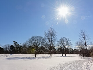 Wall Mural - `Sjam` Cross country ski trail in the snow along bare trees and shrubs on a sunny day with the sun on a clear blue sky in Ottawa, Canada 