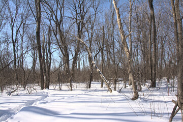 Wall Mural - Kitchissipi woods in the snow on a sunny day with clear blue sky in Ottawa, Canada 