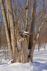 Wall Mural -  Cracked tree trunk in a Kitchissipi woods in the snow on a sunny day with clear blue sky in Ottawa, Canada 