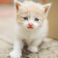 Wall Mural - Lovely beige white fluffy kitten portrait outdoors.