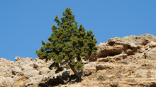 Low Angle Shot Of A Rocky Hillside With A Tree