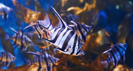 Wall Mural - Enoplosus armatus. Underwater close up view of tropical fishes. Life in ocean