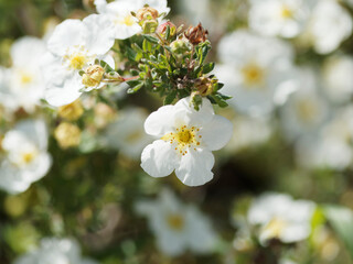 Canvas Print - (Potentilla fruticosa) Fingerstrauch oder Strauch-Fingerkraut mit zauberhaften reinweiß Blütenschalen aus