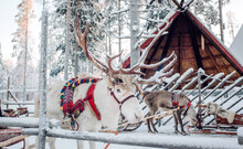 Deer With Sledge In Winter Forest In Rovaniemi, Lapland, Finland