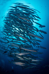 Wall Mural - Schooling group of barracuda over coral reef in Papua New Guinea