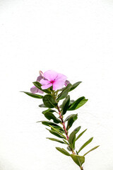 Wall Mural - Close up purple Madagascar Periwinkle flower in white wall background.Commonly name bright eyes,Cape periwinkle,graveyard plant,old maid,pink periwinkle,rose periwinkle.(Catharanthus roseus)	