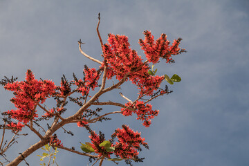 Wall Mural - Beautiful Bastard Teak flower in blue sky background.(Butea monosperma)Common names include flame-of-the-forest,parrot tree or palash flower.