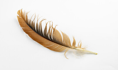 brown feather of a hen on a white background