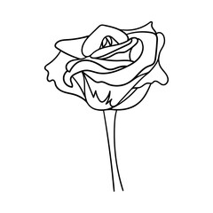 Wall Mural - A blooming rosebud. Flower with petals and stem. Decorative design element for Valentine's Day. A simple illustration is hand drawn and isolated on a white background. Black white vector