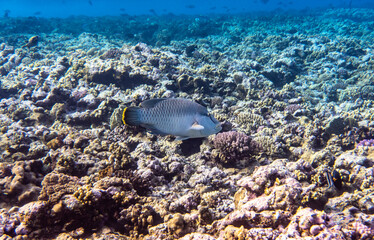 bright beautiful fish of the red sea in a natural environment on a coral reef