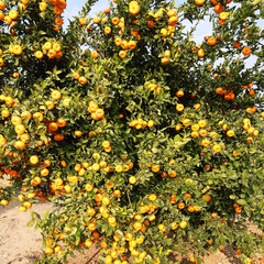 Wall Mural - Mandarin orange. Tree full of a ripe fruits grows on the citrus agricultural plantation 