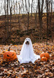 © Cavan Images - Dog wearing a ghost costume sitting between pumpkins for Halloween.